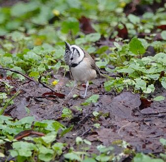 Haubenmeise Haubenmeise