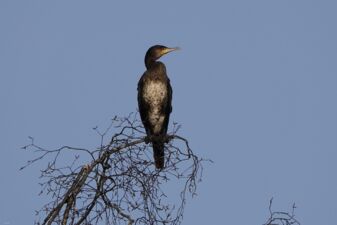 Kormoran