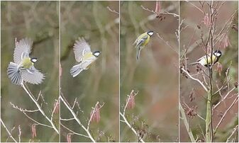 Sonnenflug Sonnenflug