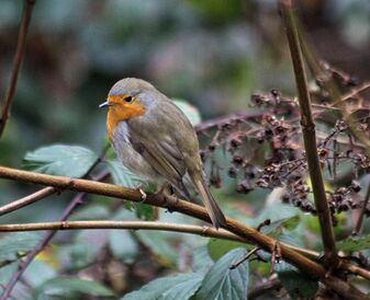 Rotkehlchen Rotkehlchen