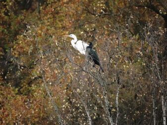 Kormoran und Reiher Kormoran und Reiher