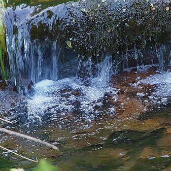 Biberdamm im Klingbach