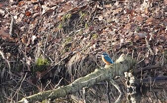eisvogelmaennchen eisvogelmaennchen