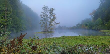 Die Biberinsel im Morgennebel Biberinsel